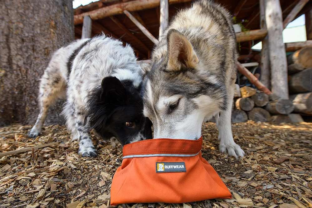 Adventures with your Dog Nordic Outdoor